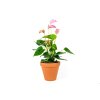 2193 anthurium andraeanum ruzova prumer 12 cm