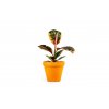 Gardners.cz Ficus elastica Belize5