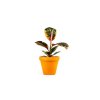 Gardners.cz Ficus elastica Belize5