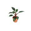 22221 1 philodendron red baron prumer 6 cm