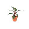 22221 philodendron red baron prumer 6 cm