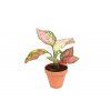 22329 1 aglaonema spotted star prumer 12 14 cm