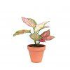 22329 aglaonema spotted star prumer 12 14 cm