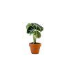 Alocasia Black Velvet, průměr 6 cm