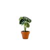 Alocasia Black Velvet, průměr 6 cm  Alokásie,  Alokázie