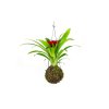 22695 1 kokedama guzmania m zachran kytku