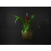 22695 2 kokedama guzmania m zachran kytku