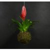 22695 3 kokedama guzmania m zachran kytku