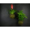 22695 4 kokedama guzmania m zachran kytku