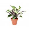 22863 1 calathea fusion white prumer 14 cm