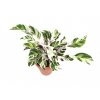 22863 calathea fusion white prumer 14 cm
