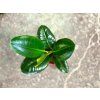 Gardners.cz Ficus lifestyle20