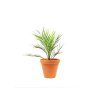 Gardners Phoenix canariensis, 14cm