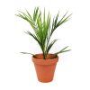 Gardners.cz Phoenix canariensis, průměr 14cm