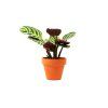 Ctenanthe Burle-marxii, průměr 6 cm  Ktenante