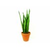 Sansevieria zeylanica, průměr 12 cm  Sanseveria, tchýnin jazyk, tenura