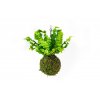 Kokedama "Vyrob si sám" Asplenium Crispy Wave (L)  Sleziník, Ptačí hnízdo