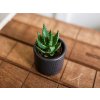 Aloe mix, průměr 6 cm11