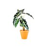 Alocasia MIX, průměr 17-19 cm - ZACHRAŇ KYTKU  Alokásie,  Alokázie