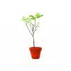 Ficus carica,21cm
