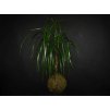 24438 1 kokedama dracaena mix m l zachran kytku