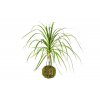 24438 kokedama dracaena mix m l zachran kytku
