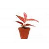 24540 aglaonema red star prumer 12 14 cm