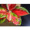 24540 aglaonema red star prumer 12 14 cm