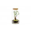 25341 sklenena doza rose s korkovym spuntem 36x19 cm osazene ficus microcarpa ginseng