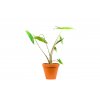 Alocasia Zebrina, průměr 17 cm  Alokásie,  Alokázie