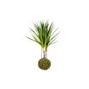 26448 kokedama dracaena mix s zachran kytku