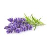Lavender plant 1200x960