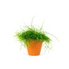 Rhipsalis mix, průměr 6 cm  Rhipsalis, věšák
