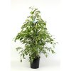 ■ Ficus Golden King 27Ø 135cm