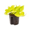 27210 epipremnum neon golden potos prumer 13 cm hydroponie