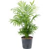 27228 chamaedorea elegans prumer 13 cm hydroponie