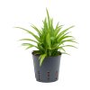 27234 chlorophytum lemon prumer 13 cm hydroponie