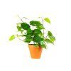 Cissus rhombifolia, průměr 11 cm  Žumen