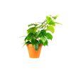 Cissus rhombifolia, průměr 11 cm  Žumen