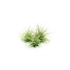 27813 tillandsia ionantha green mini