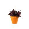 Gardners.cz Peperomia caperata Red Luna