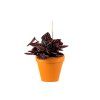 Gardners.cz Peperomia caperata Red Luna 2