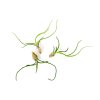 285 tillandsia bulbosa