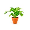 286 1 dieffenbachia compacta prumer 12 cm