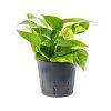 28738 epipremnum aureum prumer 13 cm hydroponie