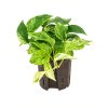 28741 epipremnum marble queen prumer 13 cm hydroponie