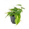 28753 philodendron scandens brasil prumer 13 cm hydroponie