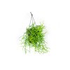 Gardners.cz Rhipsalis mix závěs, průměr 17 cm (2)