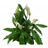 Spathiphyllum, průměr 24 cm  Spatifylum, Lopatkovec, Toulcovka