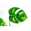 Monstera deliciosa variegata, průměr 12 cm - SLOW PLANT  Monstera skvostná